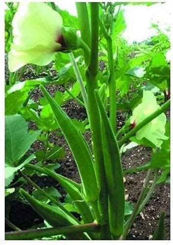 Green F1 Hybrid Lady Finger Seeds Packaging Type Poly Packing