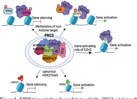 Figure 1 From Polycomb Directed Cell Fate Decisions In Development And