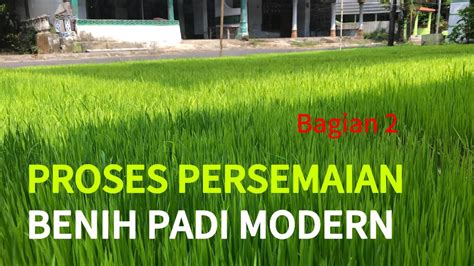 MUDAH DAN MURAH Cara Membuat Persemaian Benih Padi Modern Bagian 2