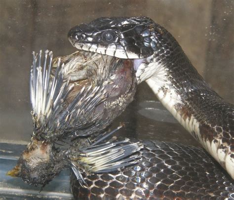 Black Rat Snake Facts And Pictures Reptile Fact