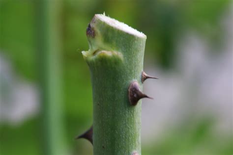 8 Tips for pruning roses - Gash Gardens