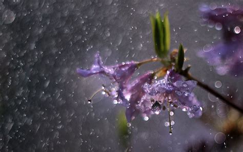 Lluvia Full Hd Fondo De Pantalla And Fondo De Escritorio 1920x1206