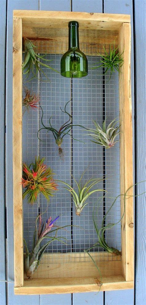 DIY Wall Mounted Air Plant Frame With Light Air Plants Air Plant