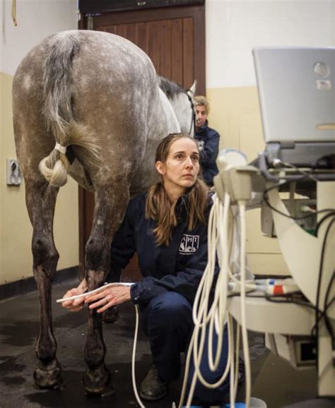 Tackling Tendon Injuries Horse And Rider