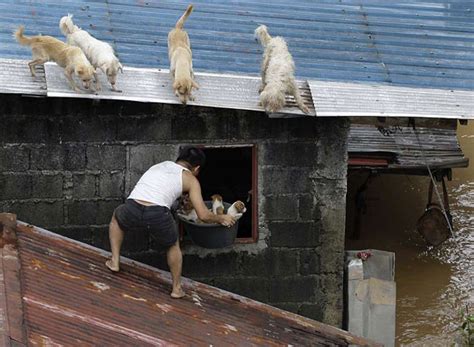 Pet Owners Refuse To Abandon Pets During Typhoon Rolly