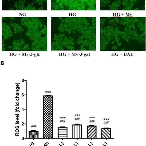 Antioxidant Effects Of Mv Mv 3 Glc Mv 3 Gal And BAE On Reactive