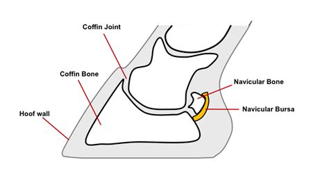 Injecting the coffin joint for navicular