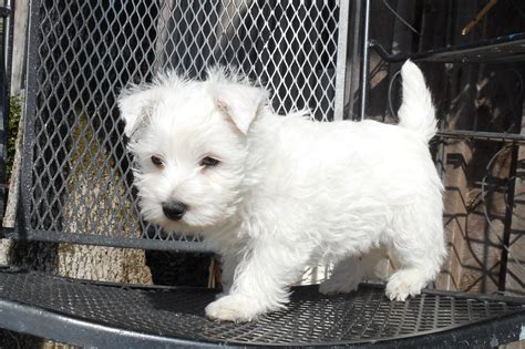 West Highland White Terrier Puppies For Sale | Louisville, KY #246671