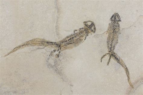 Three Nice Permian Branchiosaur (Amphibian) Fossils - Germany (#50724 ...