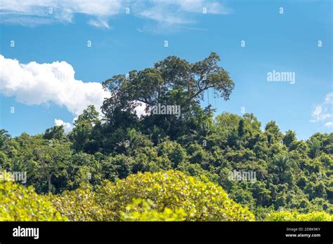 Bosque Tropical Monzónico Fotografías E Imágenes De Alta Resolución Alamy