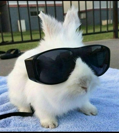 Создать мем "милые животные, крутой кролик, очки кролик" - Картинки ...