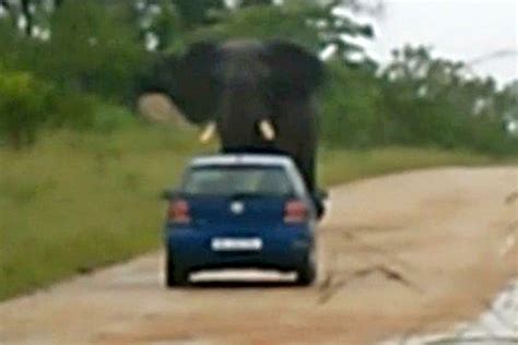 Rampaging Elephant Attacks Flips Car