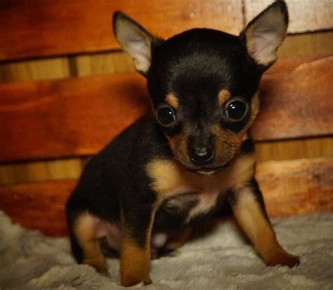 Chihuahua Puppies For Adoption Near Me - Pets Lovers