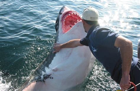 Shark Cage Diving from Gansbaai