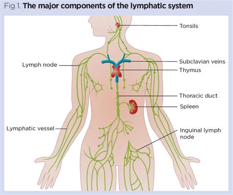 Diagram Of Lymphatic System Functions The Immune Response