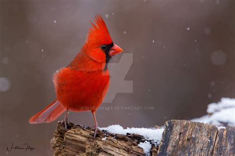 Northern Cardinal by worldnate on DeviantArt