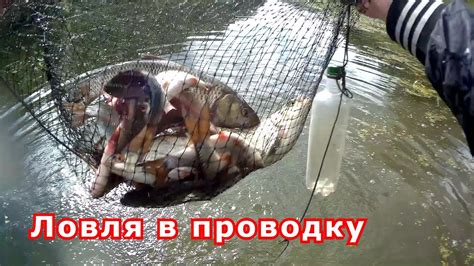 Голавль рыбец плотва лещ ловля впроводку - YouTube