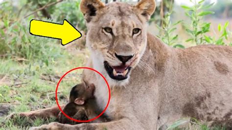 Bébé Babouin Était à la Merci d une Lionne Ce Qu Elle a Fait a Choqué