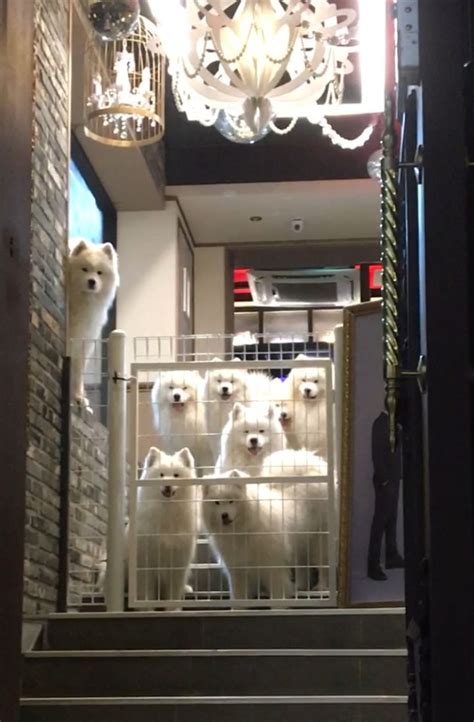 Samoyed dogs cafe – Artofit