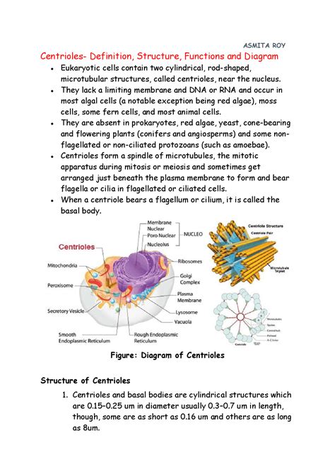 Centrioles Function