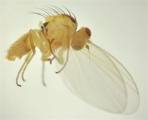 Diptera Info Discussion Forum Agromyzidae Phytomyza