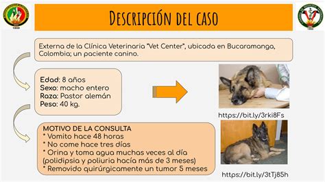 Insuficiencia Renal Cr Nica En Caninos Pdf