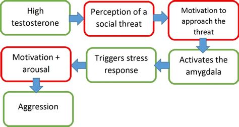 How Does Testosterone Influence Aggression Ib Psychology