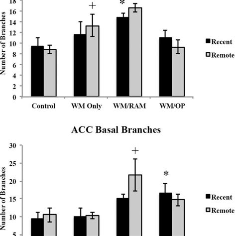 Spine Density In The Ca In Apical And Basal Dendrites Only