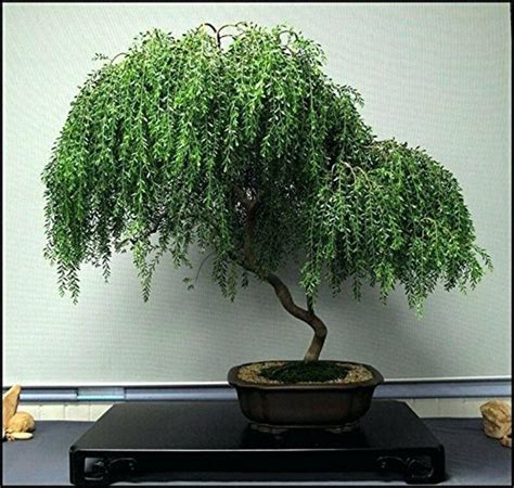 Amazing Bonsai Dwarf Weeping Willow Tree of all time Don t miss out ...