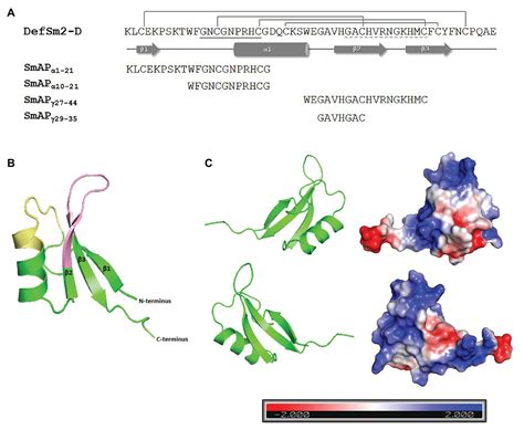 Frontiers Peptides Derived From the α Core and γ Core Regions of a