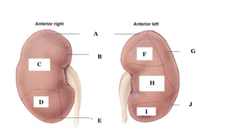 Urinary System Spleen Gallbladder Final Flashcards Quizlet