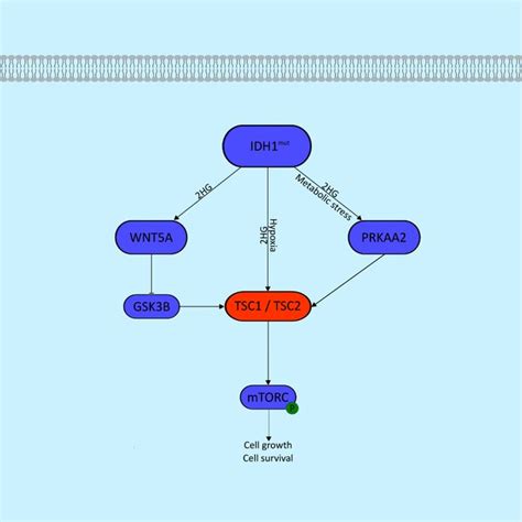 Interaction Of Idh1 Mutation And Mtor Signaling Pathway Blue Color