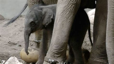 アジアゾウの赤ちゃん、一般公開始まる 札幌・円山動物園｜北海道チャンネル グルメから鉄道まで、観光にも役立つ動画