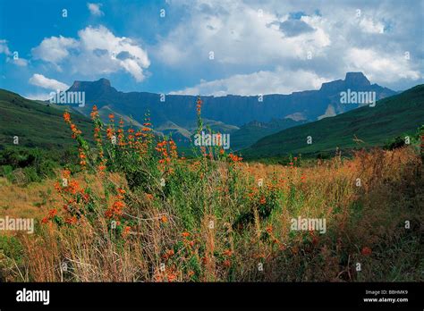 AMPHITHEATRE NORTHERN DRAKENSBERG Stock Photo - Alamy