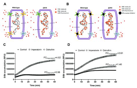 Schematic Representation Of Ethidium Bromide Etbr Accumulation And