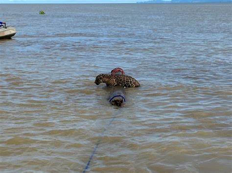 Rescatan a un jaguar en aguas del Urabá Planeta Sostenible