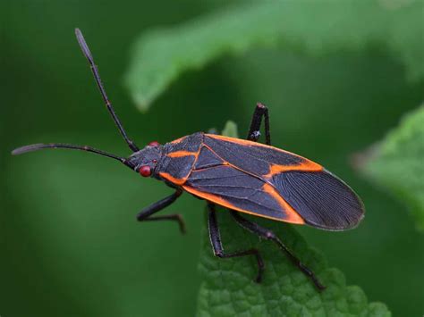 Box elder bug - Perfection Lawn Care