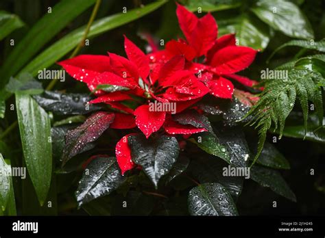 Poinsettia Euphorbia Pulcherrima In A House Garden Stock Photo Alamy