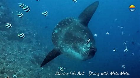 Mola Mola Diving At Gili Mimpang Candidasa Bali With Southern Dreams