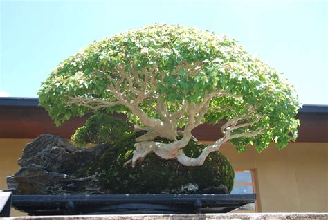 Choosing A Good Japanese Maple Bonsai