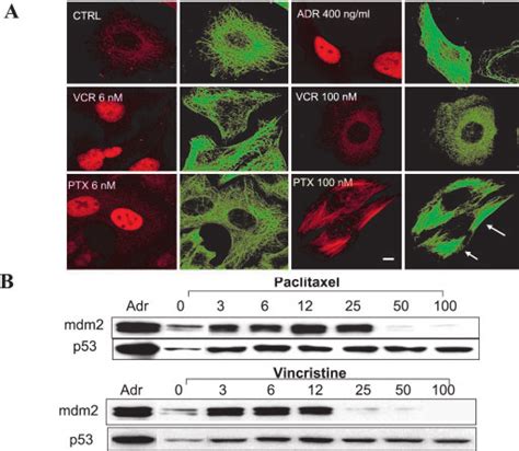 A Low Concentrations Of Ptx Or Vcr Enhance P53 Nuclear Accumulation Download Scientific