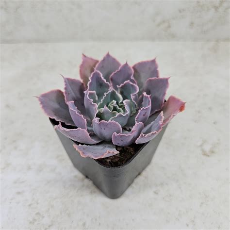 Echeveria Purple Dance Large Succulent Live Plant Etsy