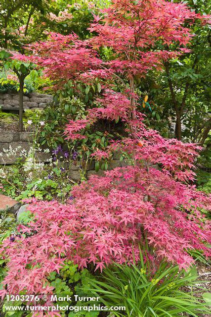 Beni Maiko Japanese Maple Acer Palmatum Beni Maiko Ted