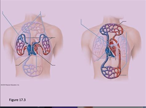 Pulmonary Systemic Circuit Diagram Quizlet