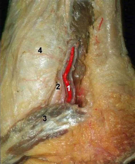 Vista Medial Del Pie Arteria Tibial Posterior Nervio Plantar