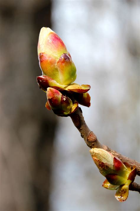 Free Images Tree Nature Branch Blossom Fruit Leaf Flower Food