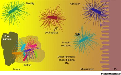 Bridging Bacteria And The Gut Functional Aspects Of Type IV Pili