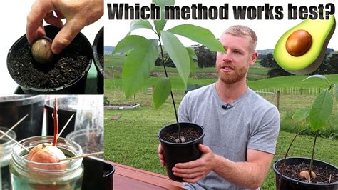 The BEST Way To Grow Avocado From Seed | 0 - 5 Months of Growth - YouTube