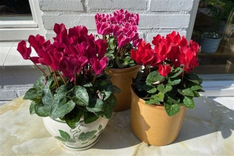 How to Care for Indoor Cyclamen & Getting it to Rebloom