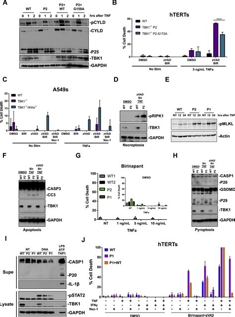 Human Tbk Deficiency Leads To Autoinflammation Driven By Tnf Induced